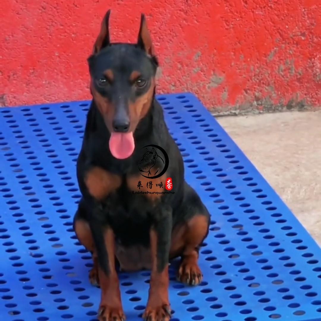 迷你杜宾犬批发（来得顺犬舍）