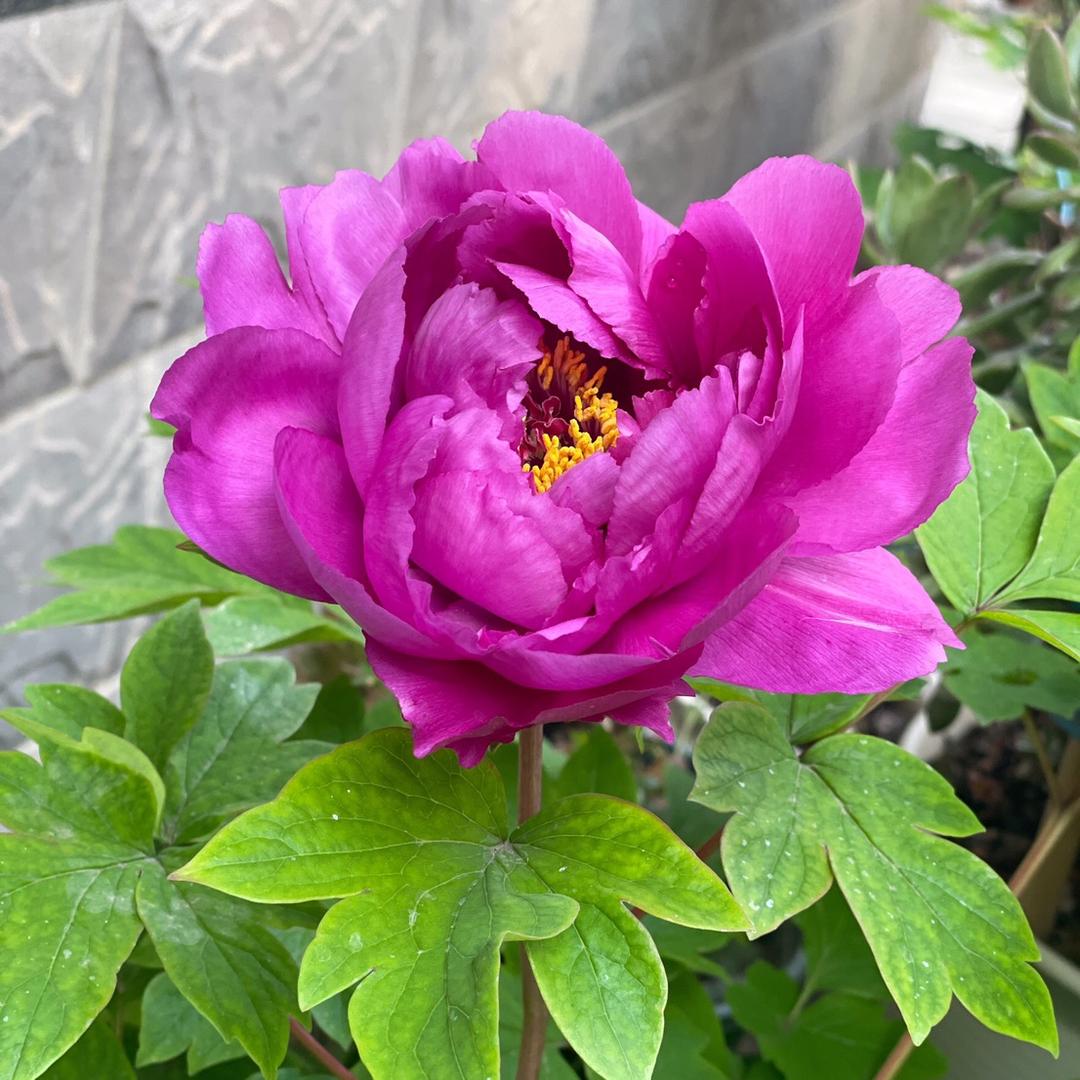 晴蓝的花园
