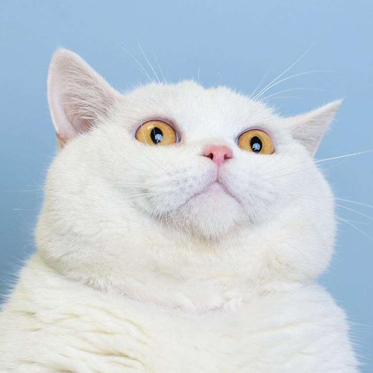 小白宠物优品的头像