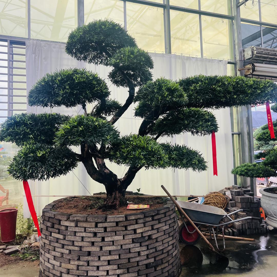 大秦盆景园艺花木花卉基地