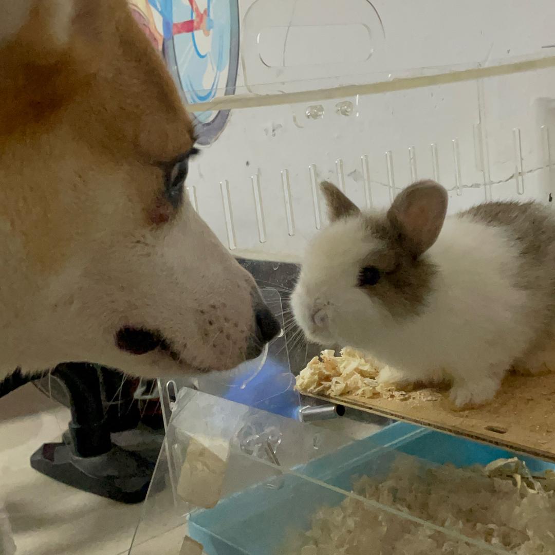 暴躁小猪猪🐶🐰