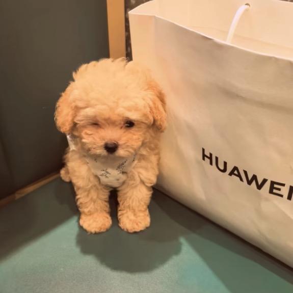 我只有一个萱