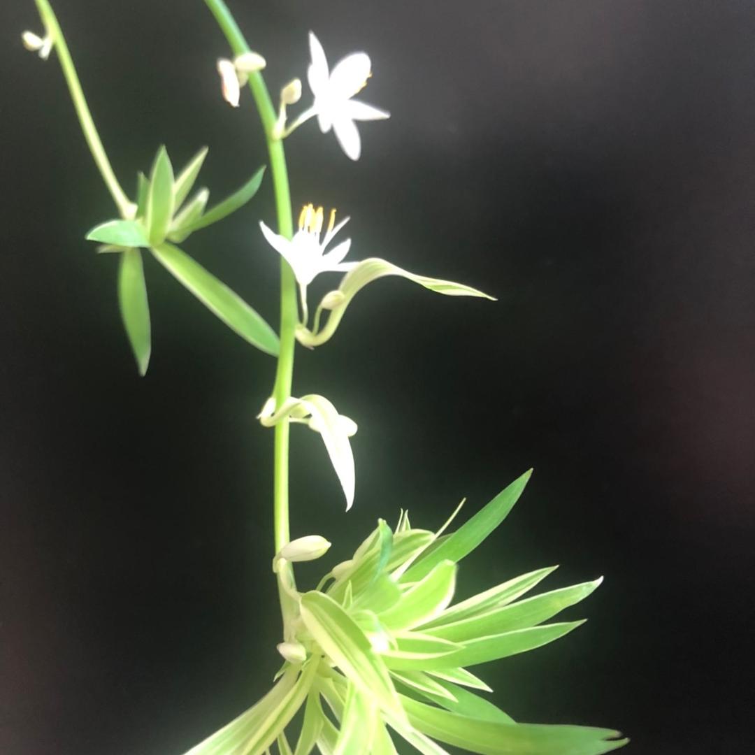 雾里看花