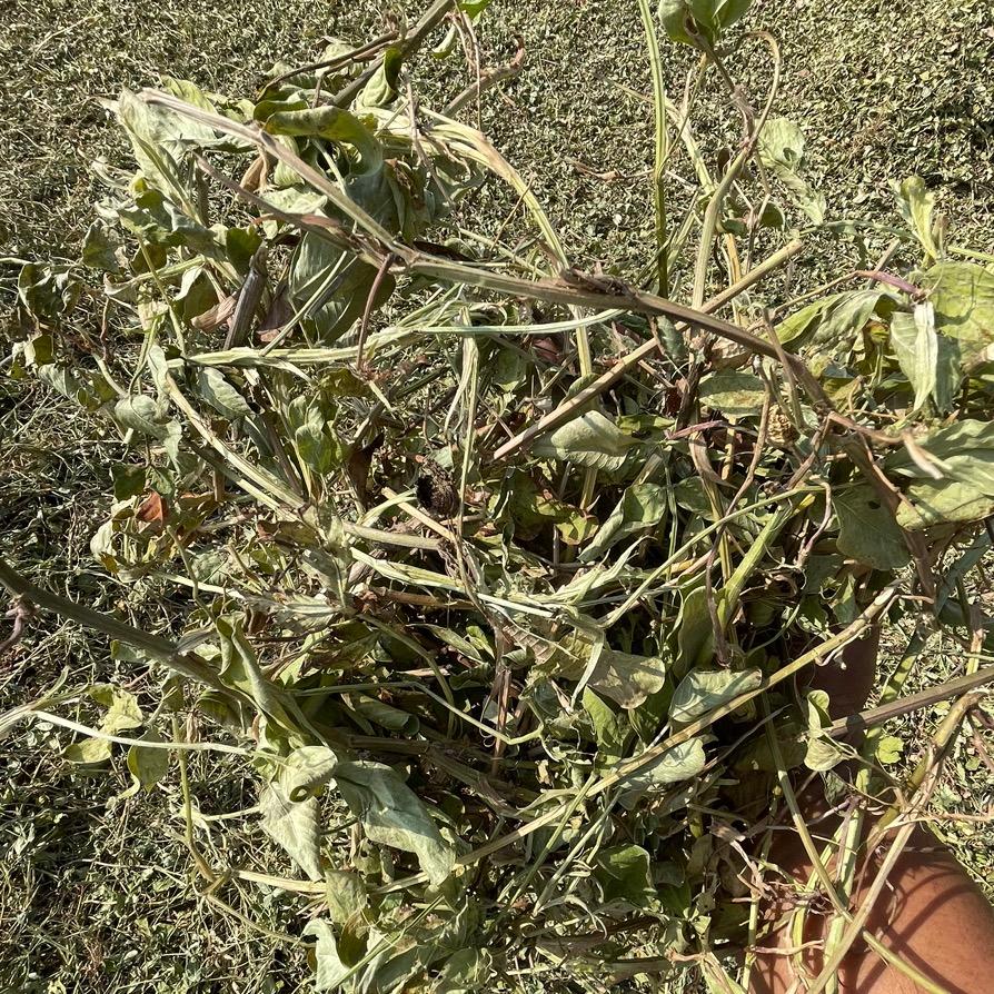 乐力丰牧草