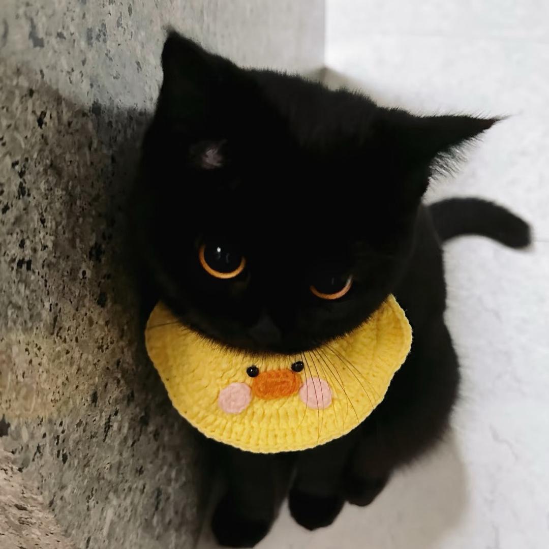 喵了个咪🐾