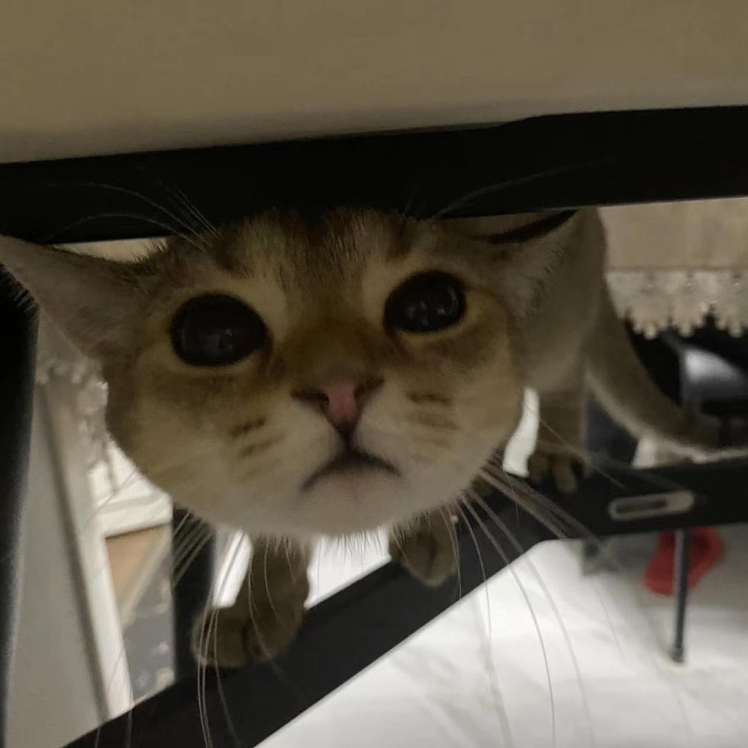 饺子是只猫🐱