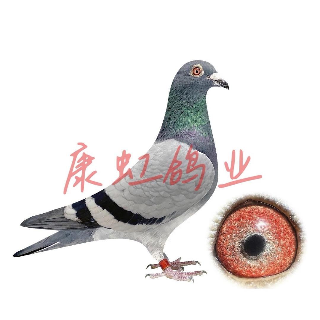 康虹赛鸽