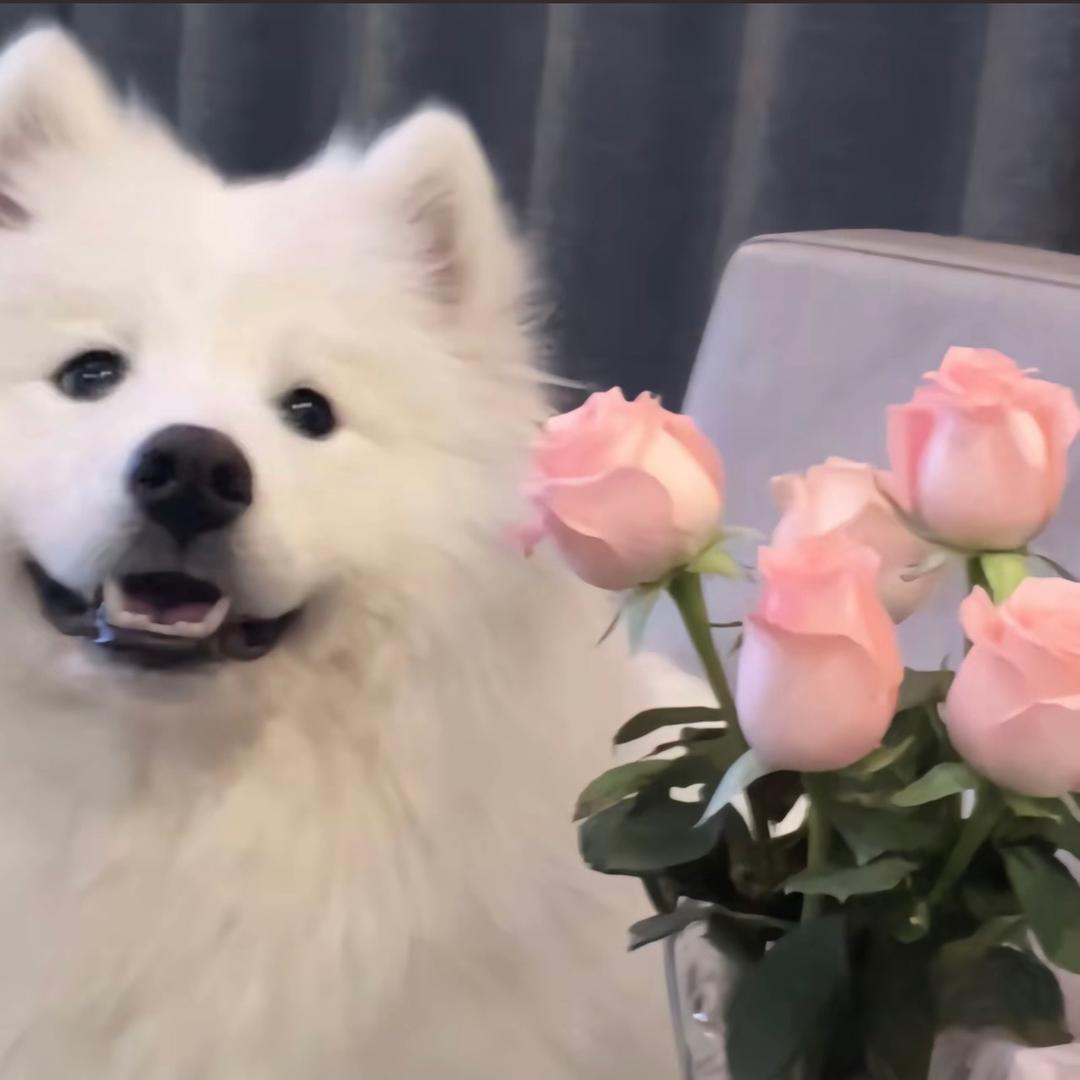 我的曲奇饼干罐