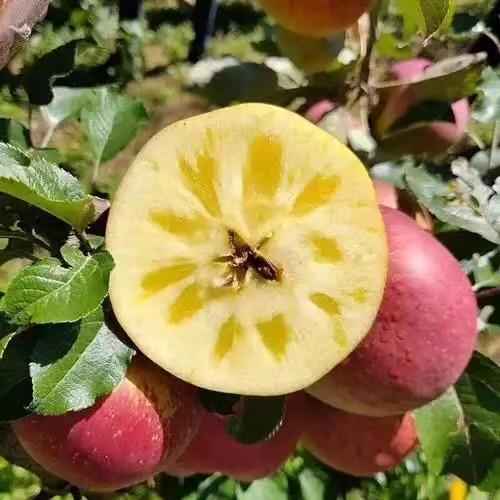 红高粱泰知顺专卖店生鲜鲜