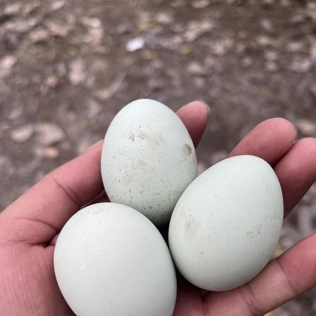 小何农家散养土鸡蛋