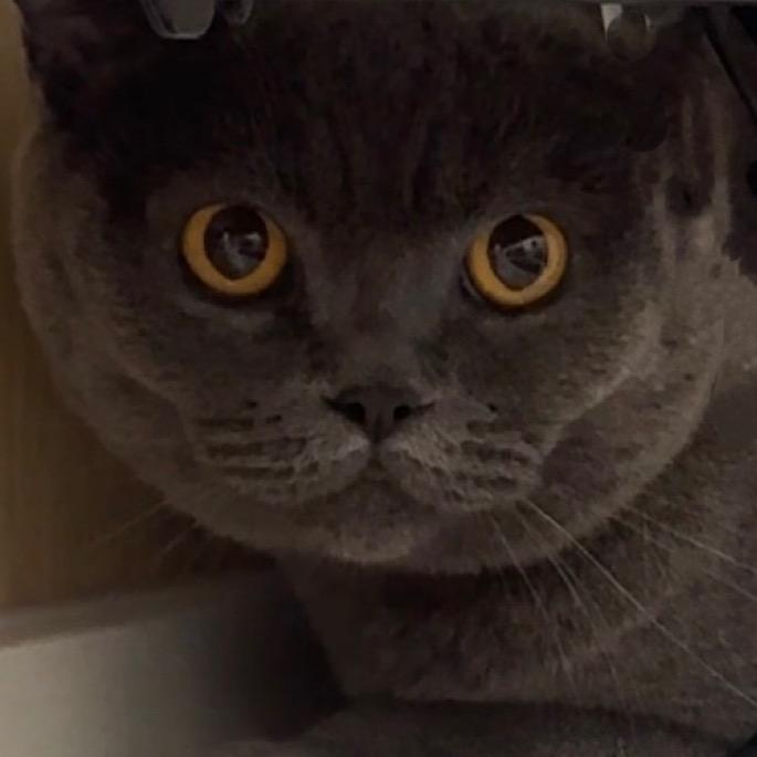 跳跳酱🐱