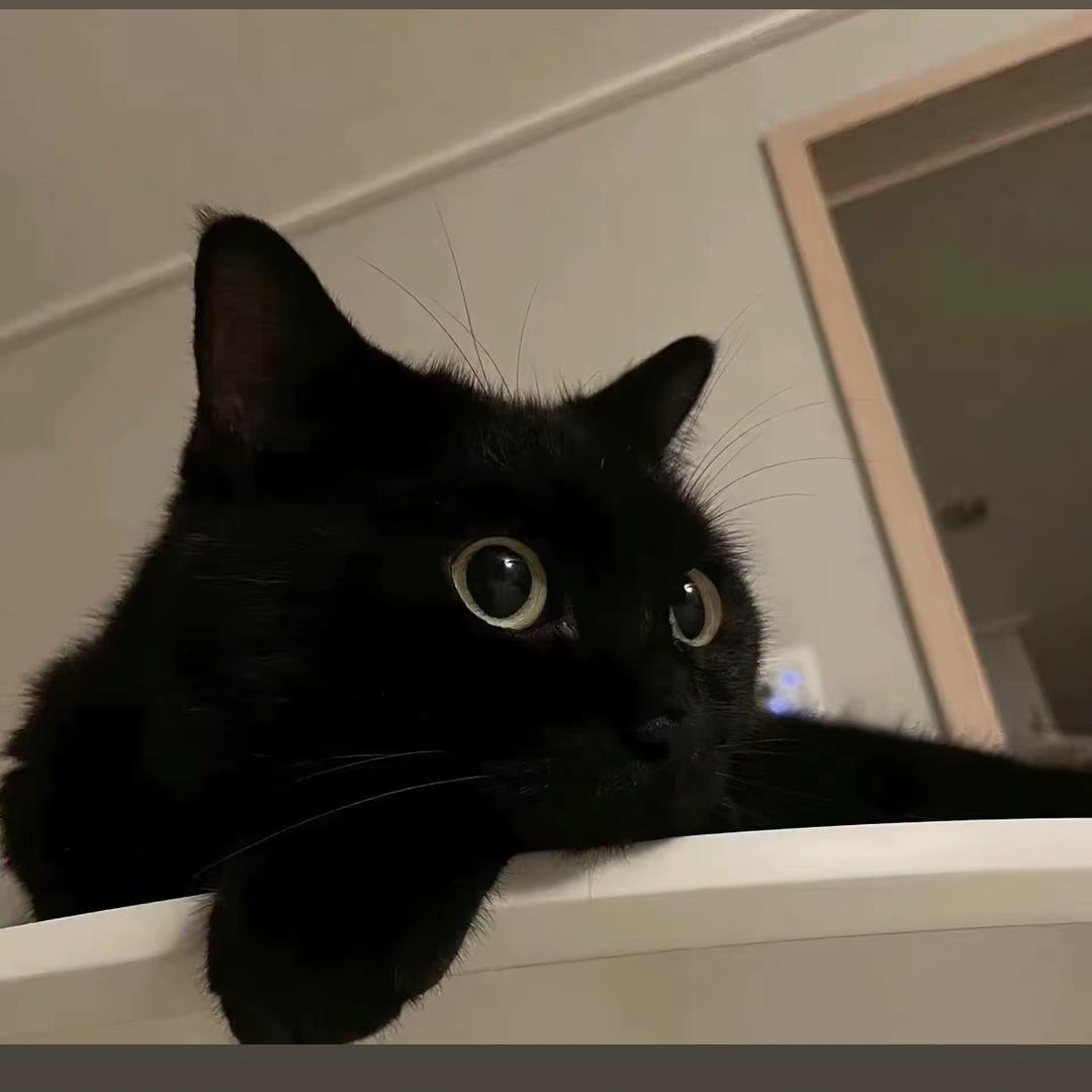 小野猫😈