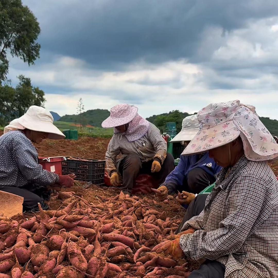 云野鲜森（榴莲蜜薯）