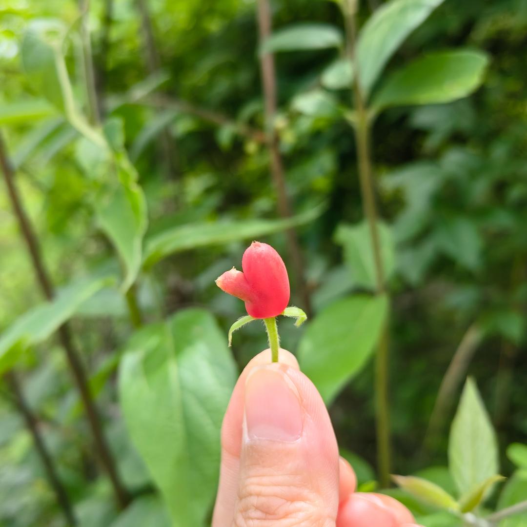 艳子