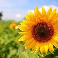 🌻向日葵🌻