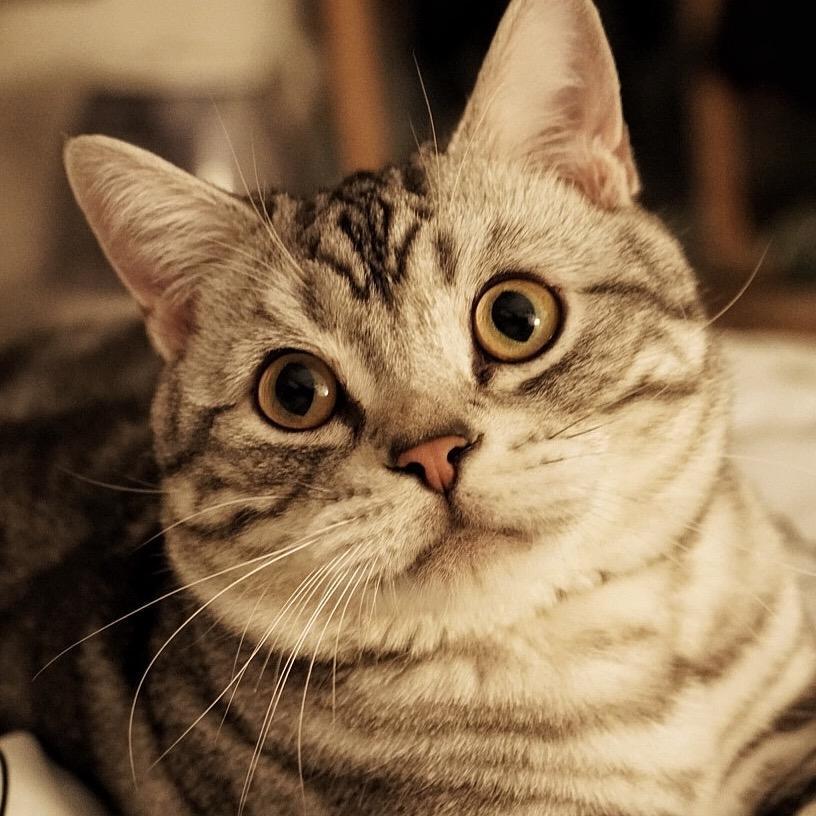 😊猫猫😸