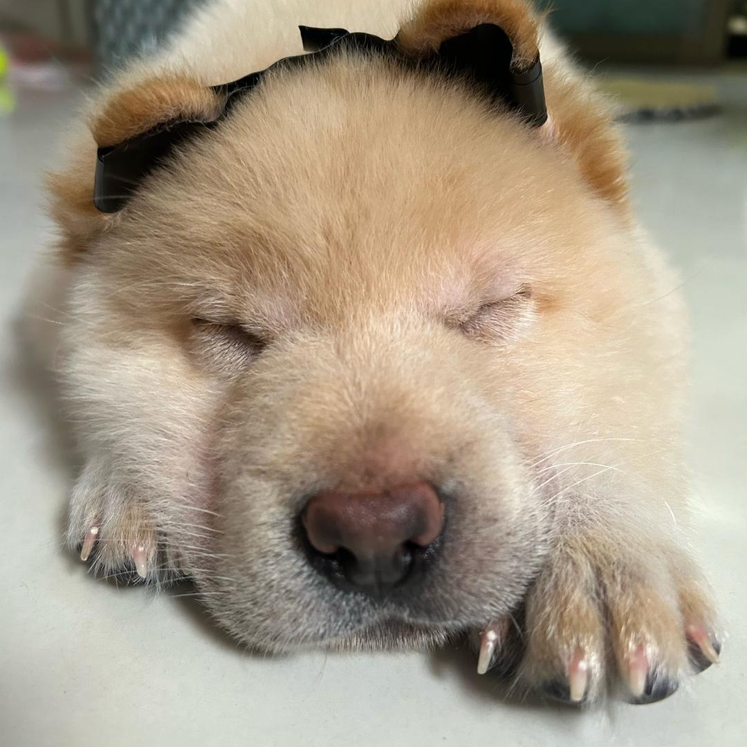 未来姥爷