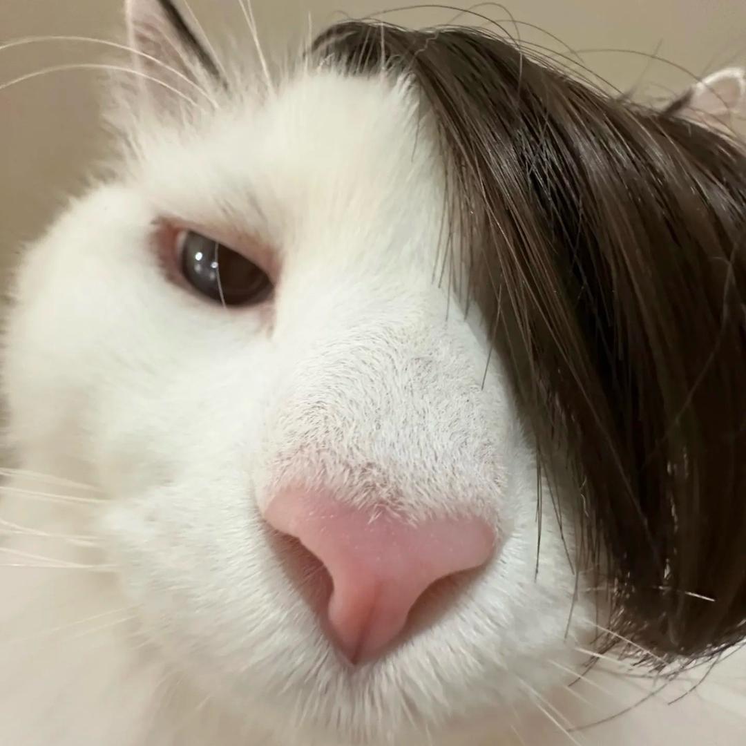 爱蜜莉鱼