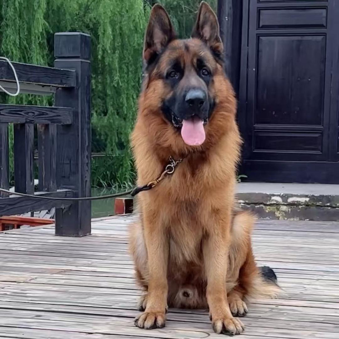 养德牧的小哥哥