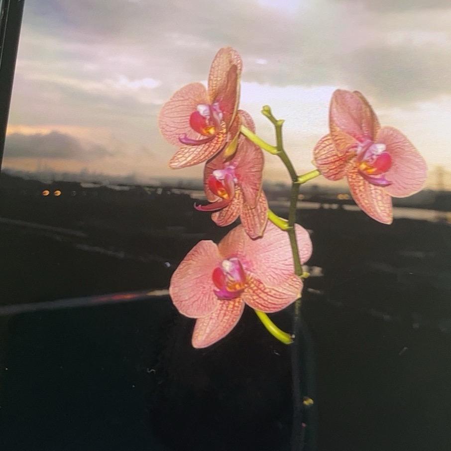 月色🪷荷塘
