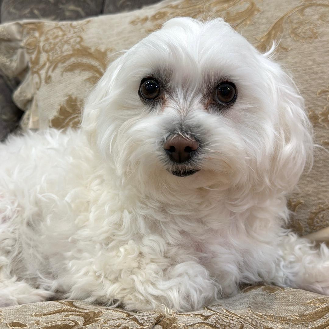 Selina～人生若只如初见