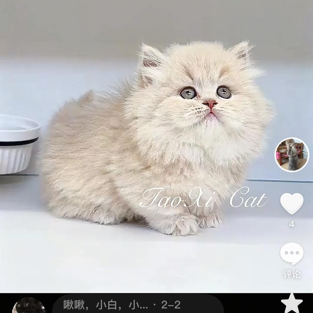 啾啾,小白，吨吨（小胖墩）小黑嘎四小只咯