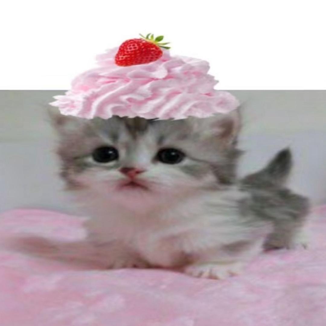 kittenu
