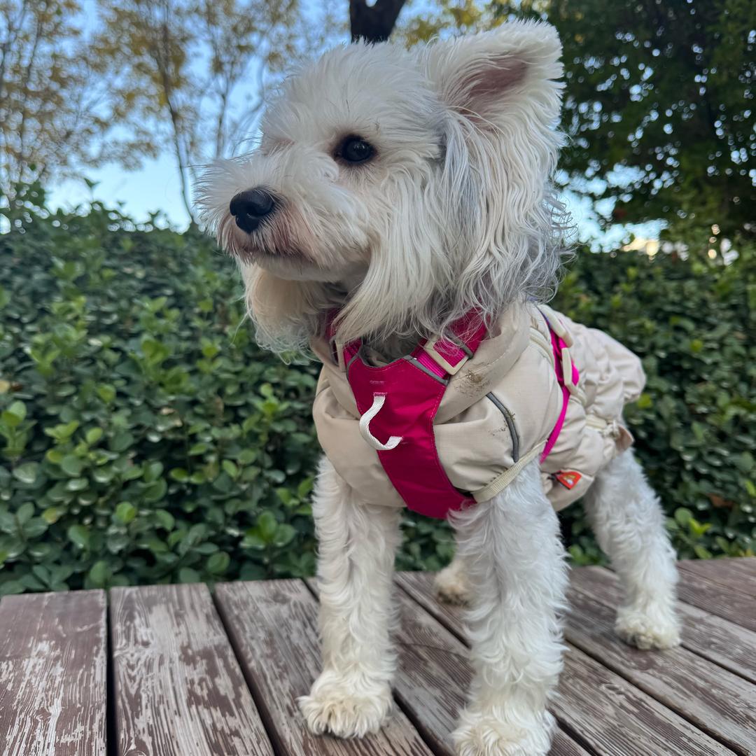 静香大熊探店日记