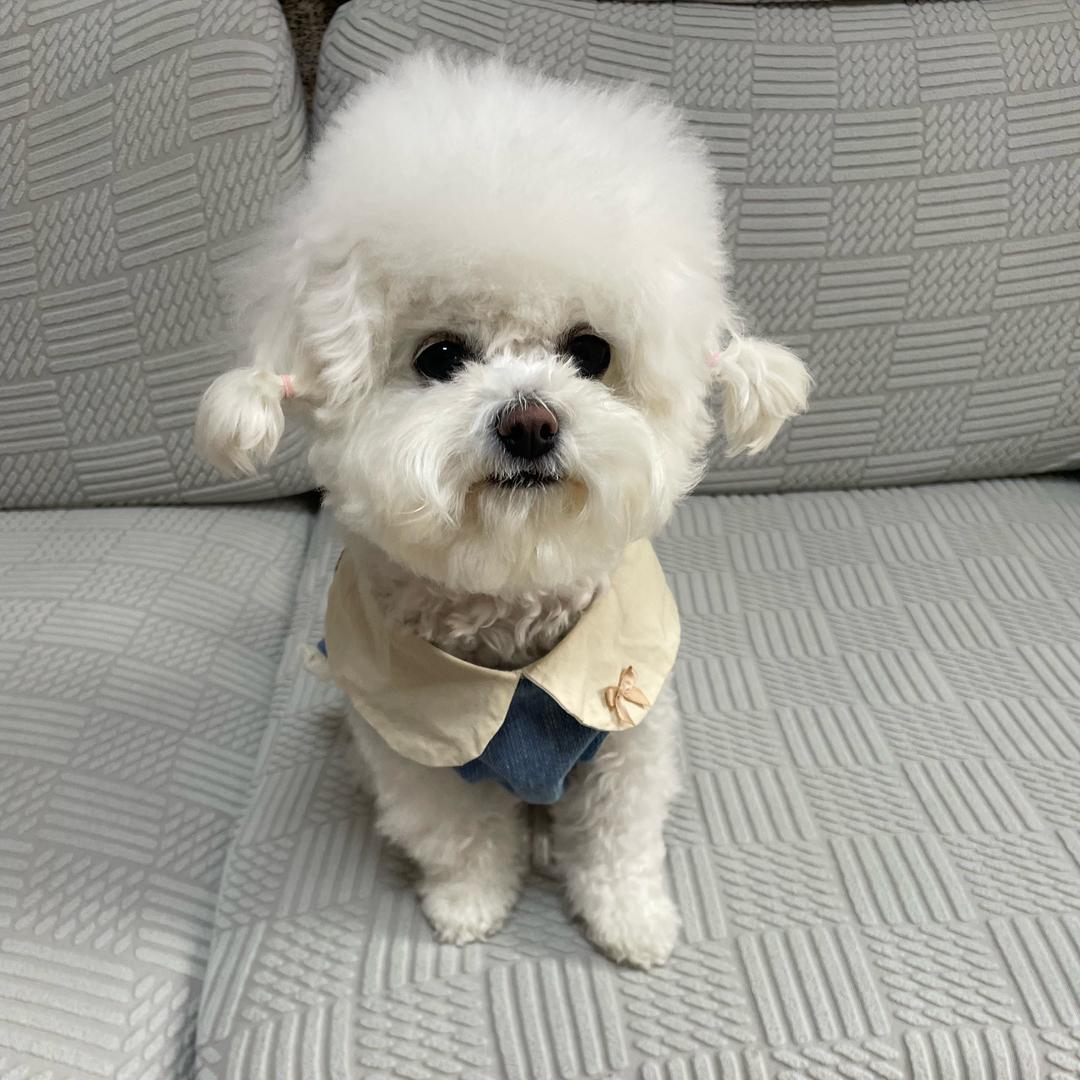小Q是小比熊呀