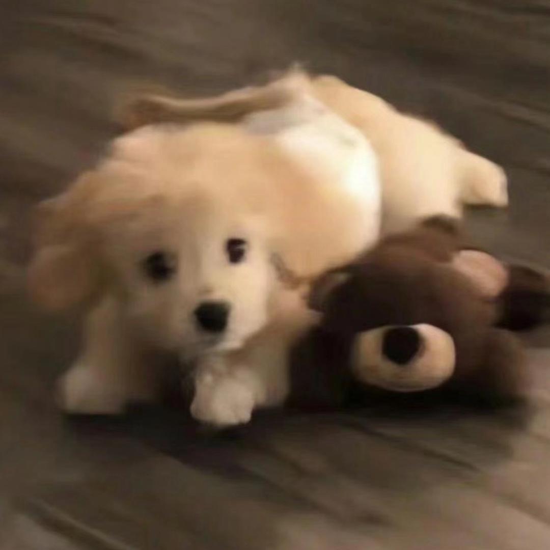 豆丁.（登船16次有戒指版）