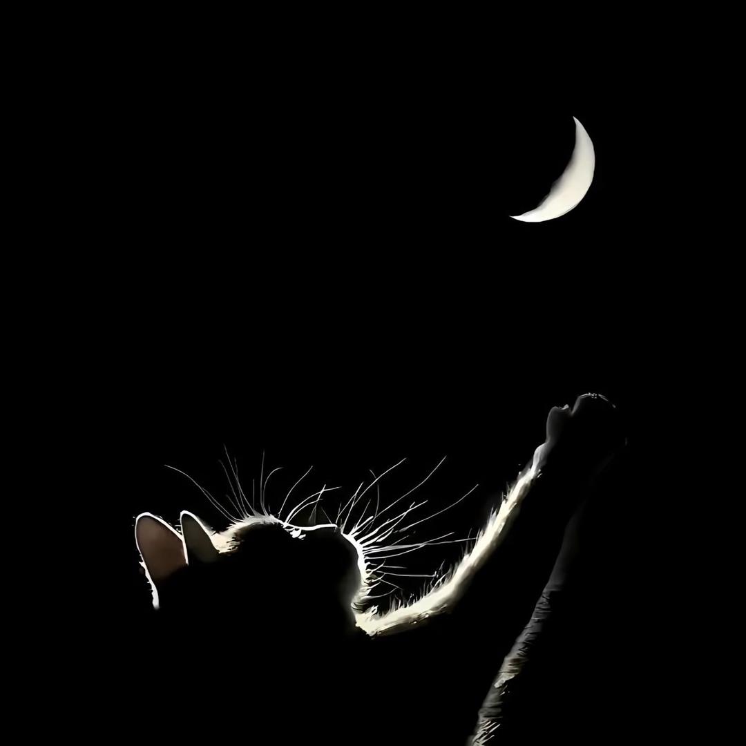 月光下的猫