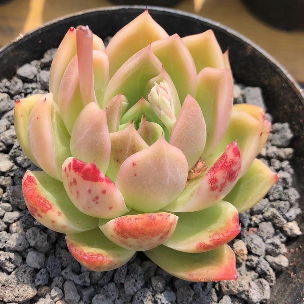 小小慧儿