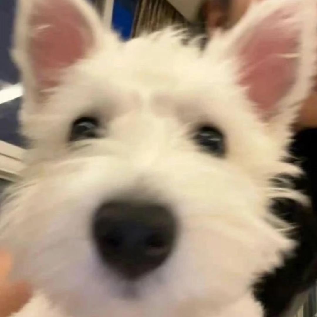 小包包了包（见过陶吉吉版）