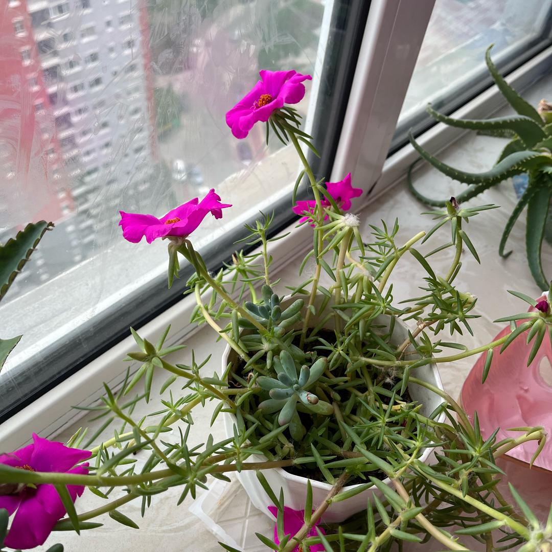 🌈✨幸运小锦鲤🌟✨