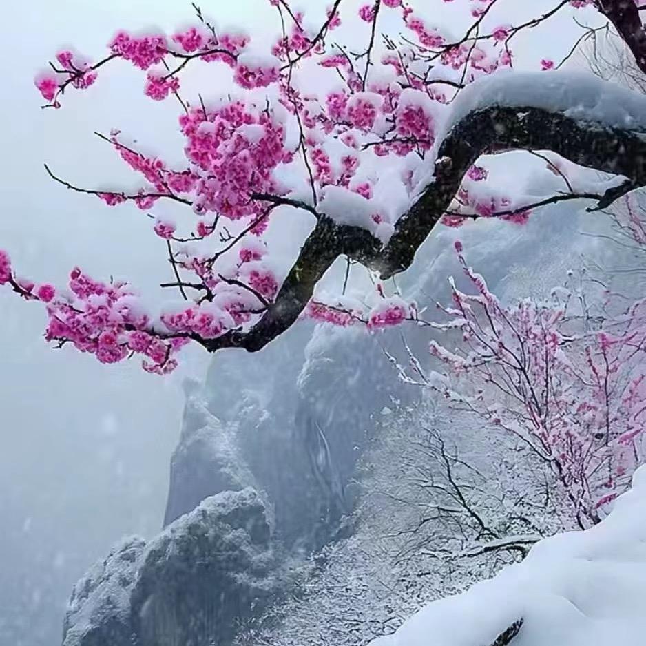 雪落无痕