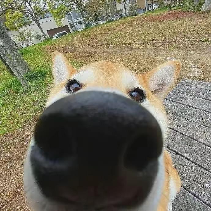 大象没有长鼻子