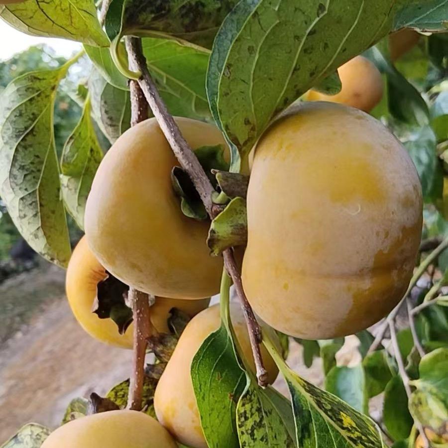 广西（陆川妹）