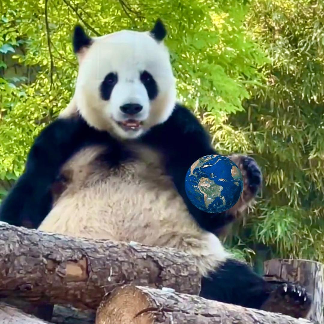 国宝熊猫🐼乐园