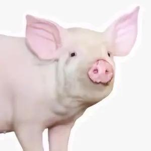 大傻春