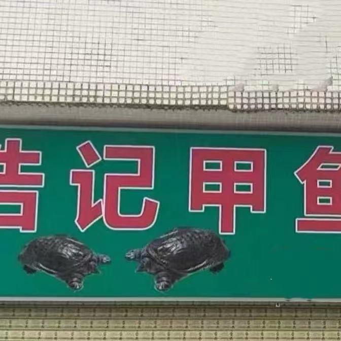 浩记甲鱼批发三洲