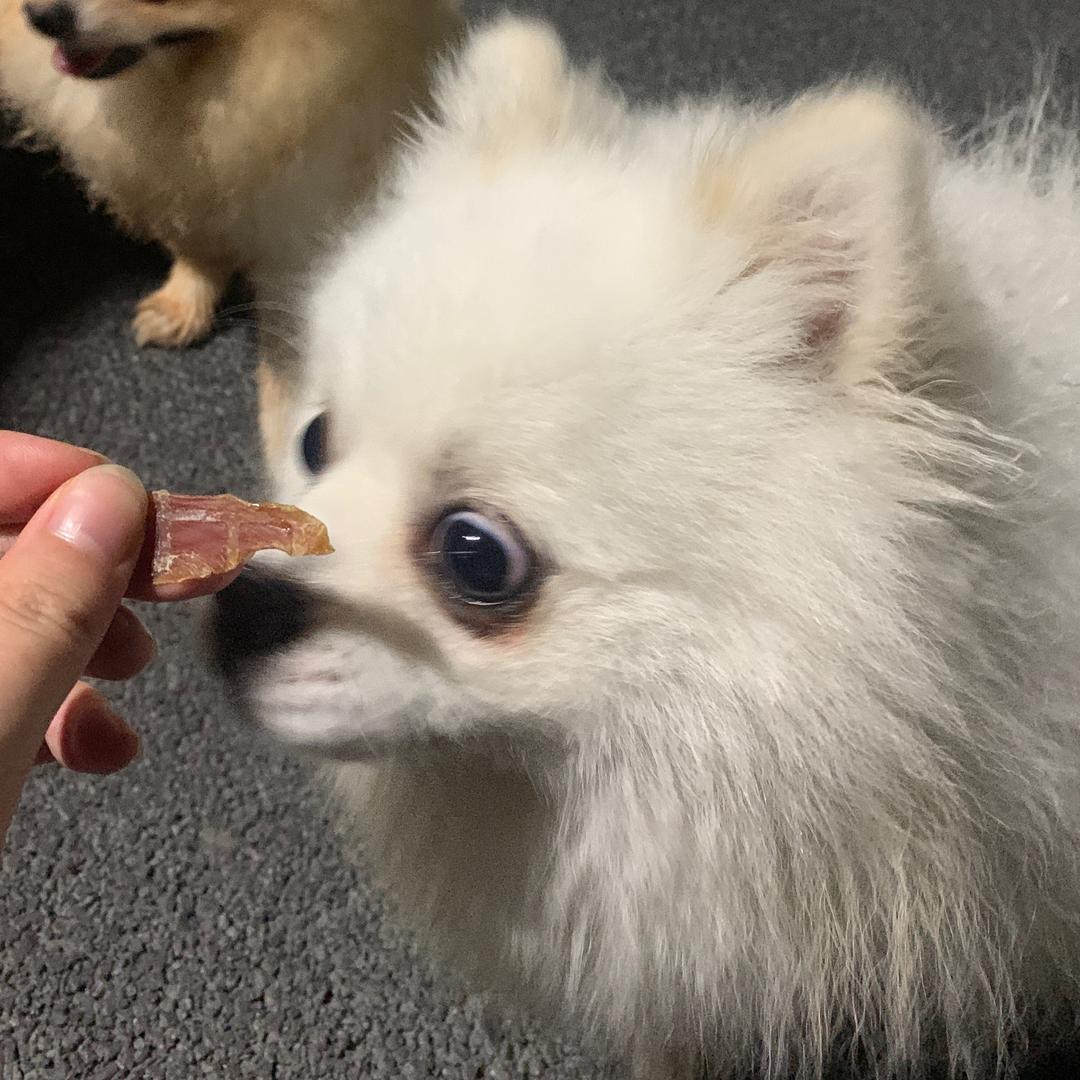 姑酥小桃的团团
