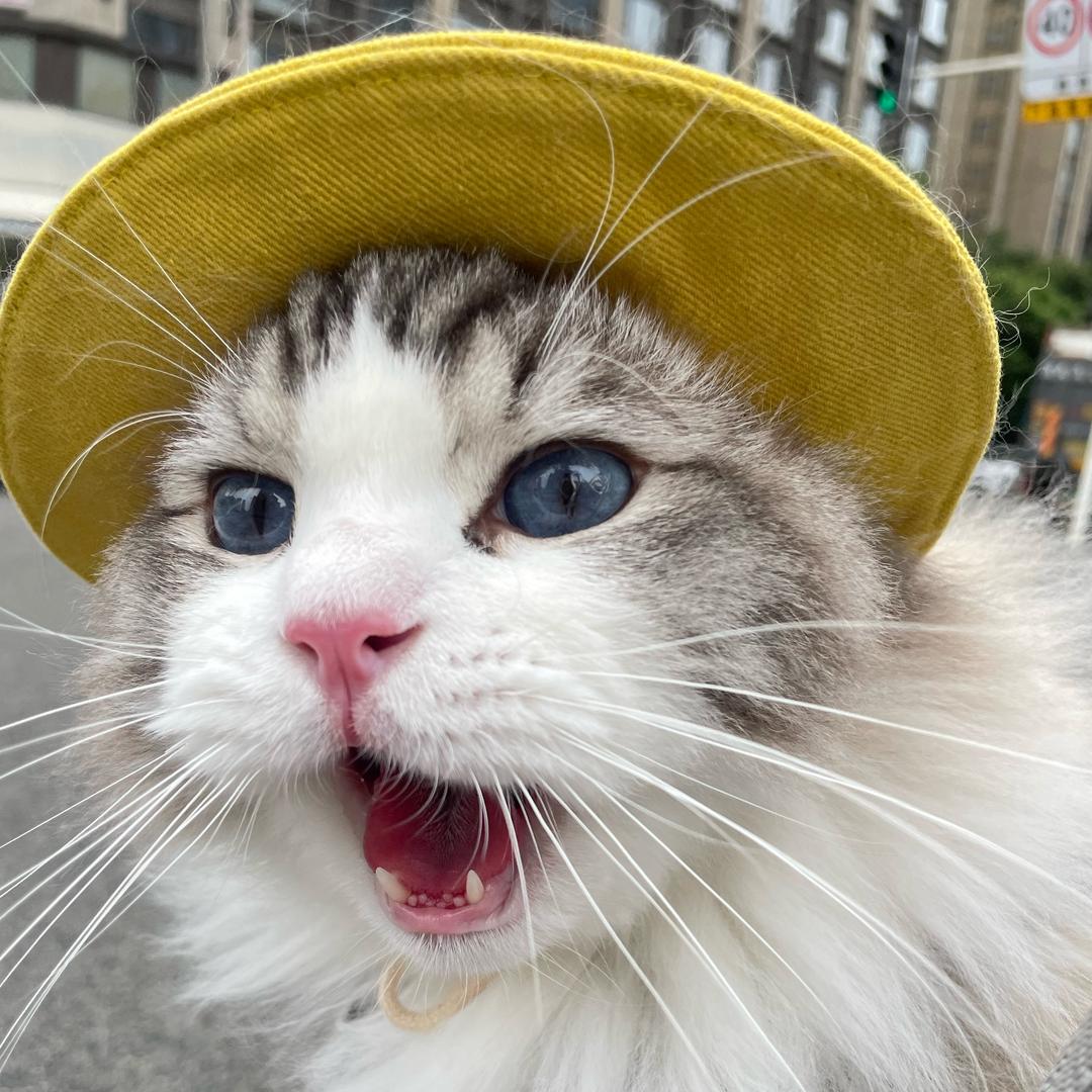 榴莲宝宝