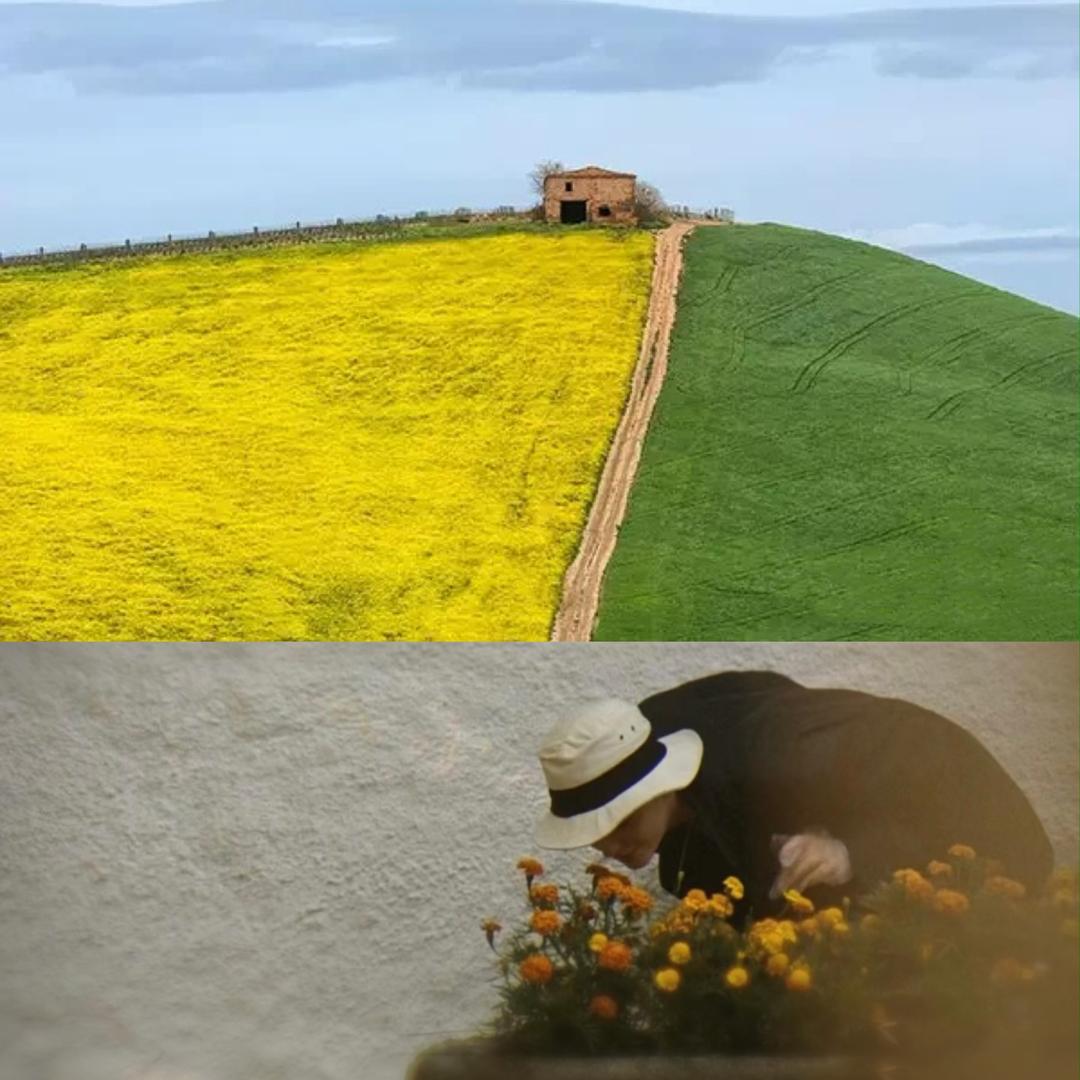 梦野草