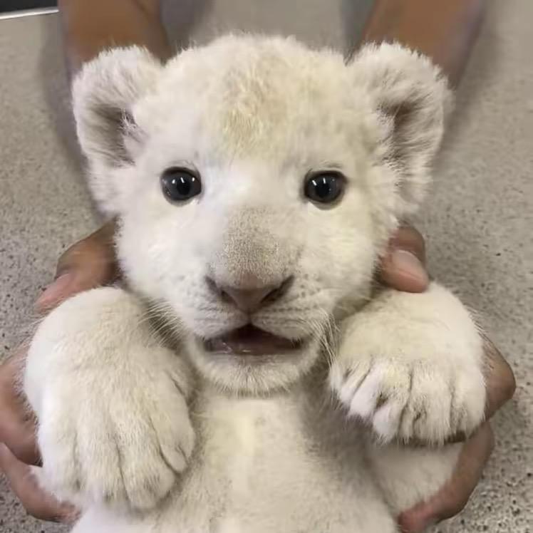 明天（地铁逃生）