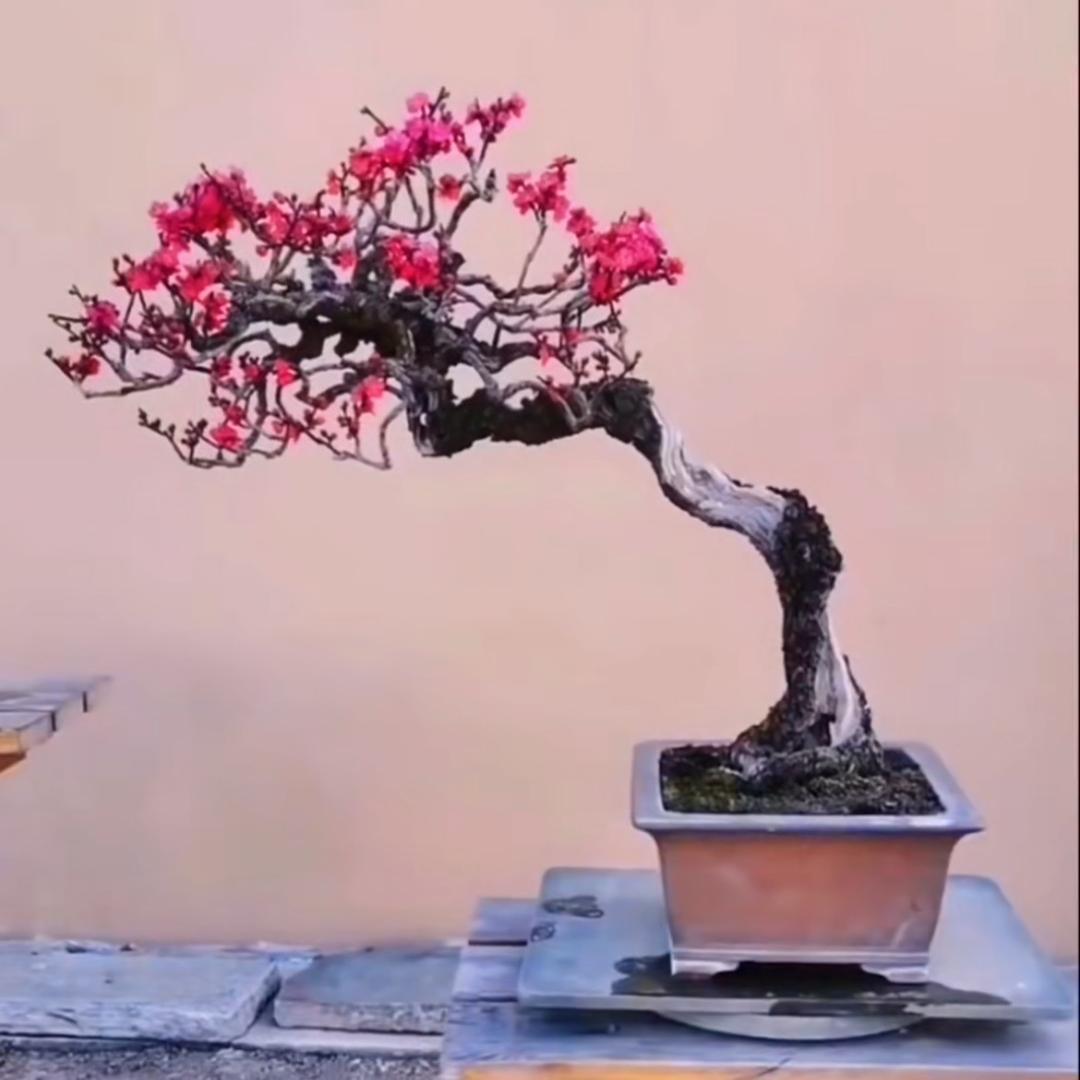 小鸟盆景园