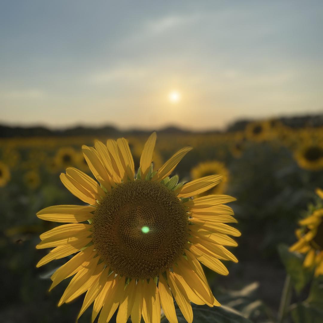大月亮线上女装