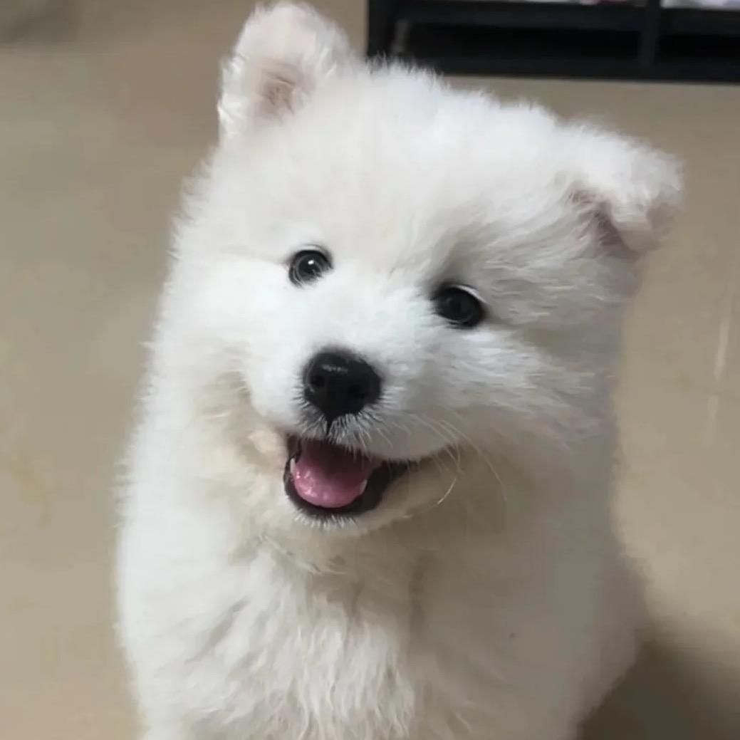 十五是萨摩