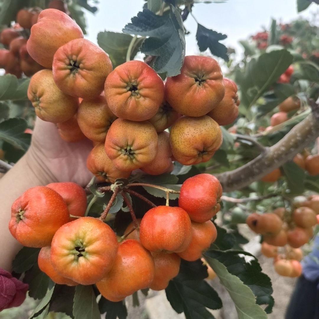 沂蒙山濛浥鲜果园