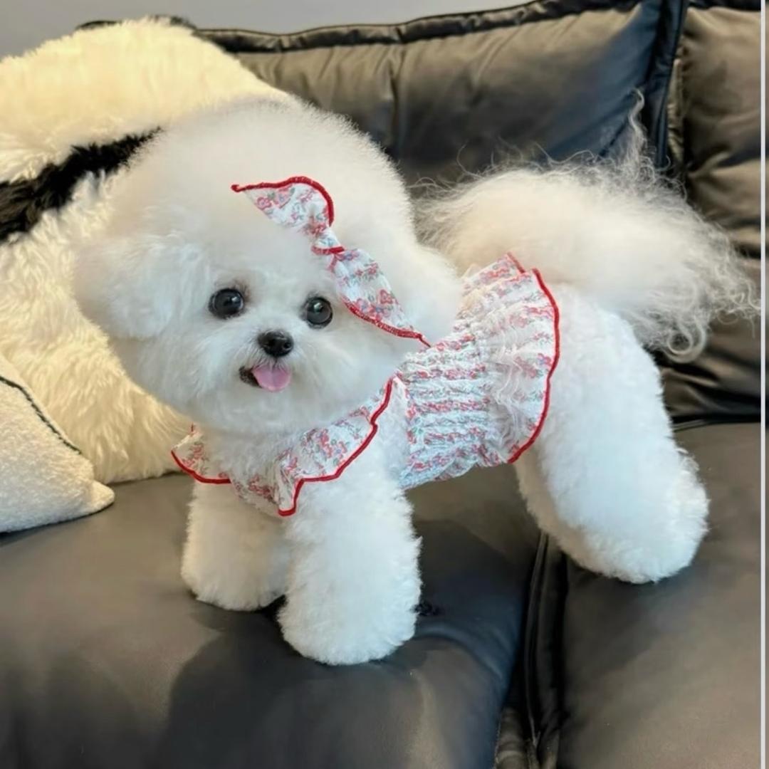 西安理想大型宠物基地