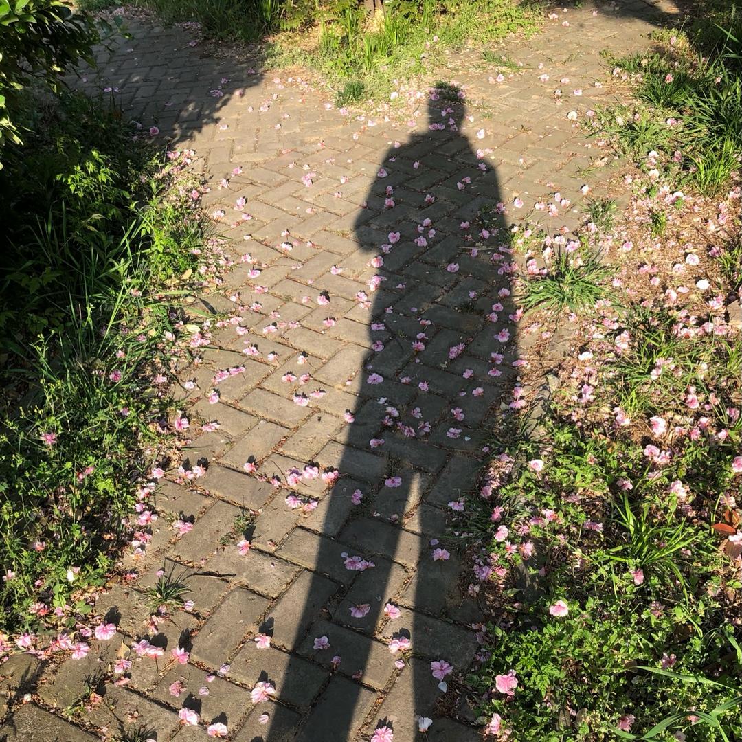 麋鹿🍃